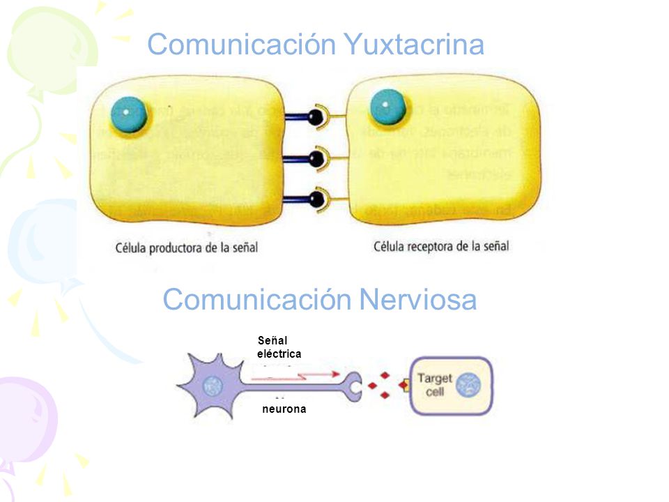 Comunicación Yuxtacrina