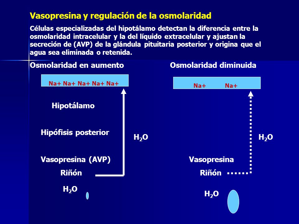 Vasopresina y regulación de la osmolaridad