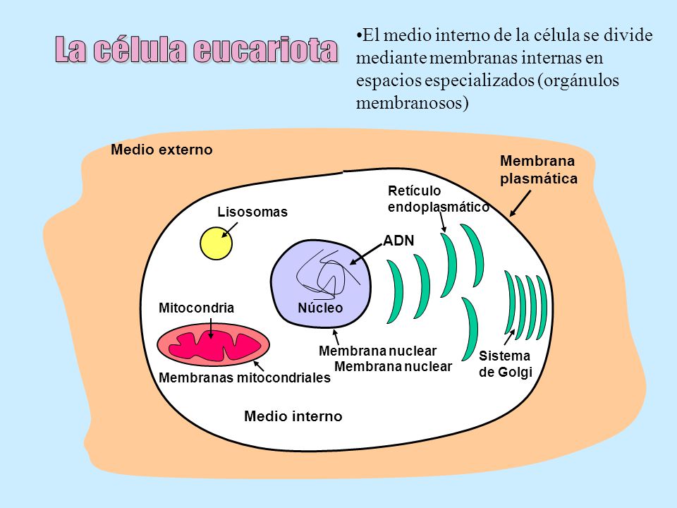 El medio interno de la célula se divide mediante membranas internas en espacios especializados (orgánulos membranosos)