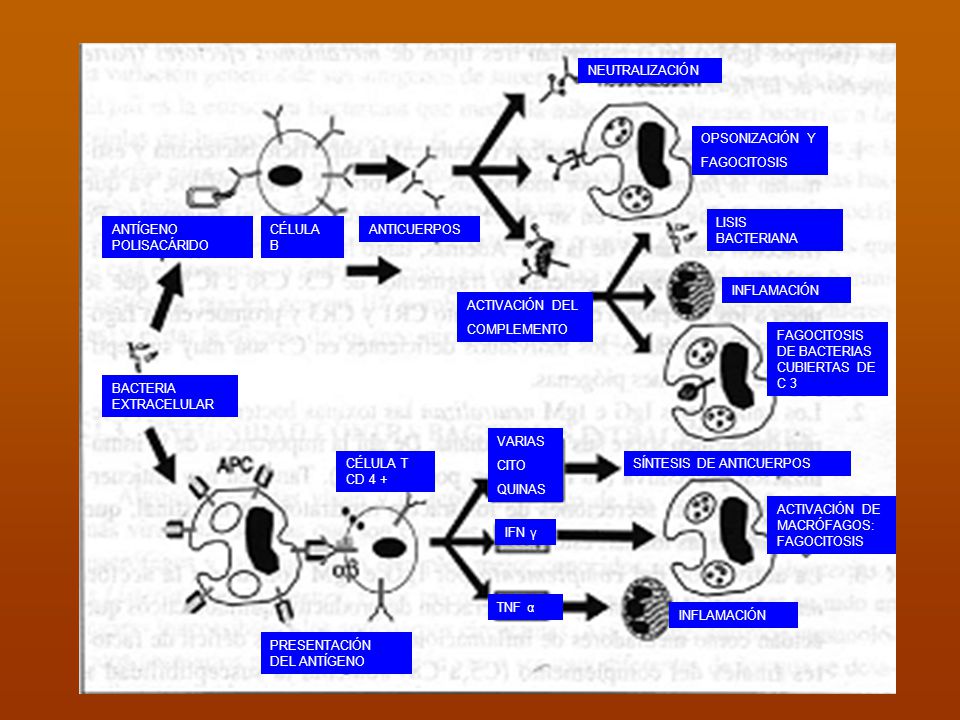 NEUTRALIZACIÓN OPSONIZACIÓN Y. FAGOCITOSIS. LISIS BACTERIANA. ANTÍGENO POLISACÁRIDO. CÉLULA B. ANTICUERPOS.