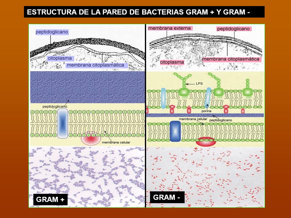 ESTRUCTURA DE LA PARED DE BACTERIAS GRAM + Y GRAM -