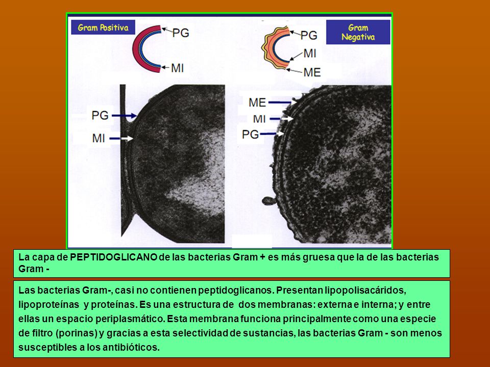 La capa de PEPTIDOGLICANO de las bacterias Gram + es más gruesa que la de las bacterias Gram -