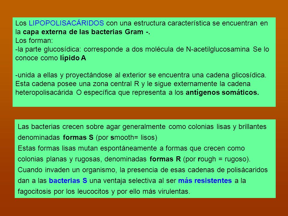 Los LIPOPOLISACÁRIDOS con una estructura característica se encuentran en la capa externa de las bacterias Gram -.