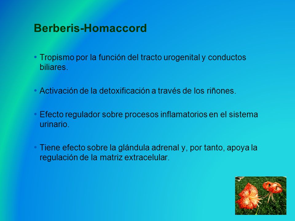 Berberis-Homaccord Tropismo por la función del tracto urogenital y conductos biliares. Activación de la detoxificación a través de los riñones.