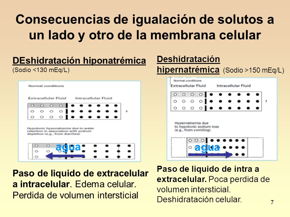 Consecuencias de igualación de solutos a un lado y otro de la membrana celular