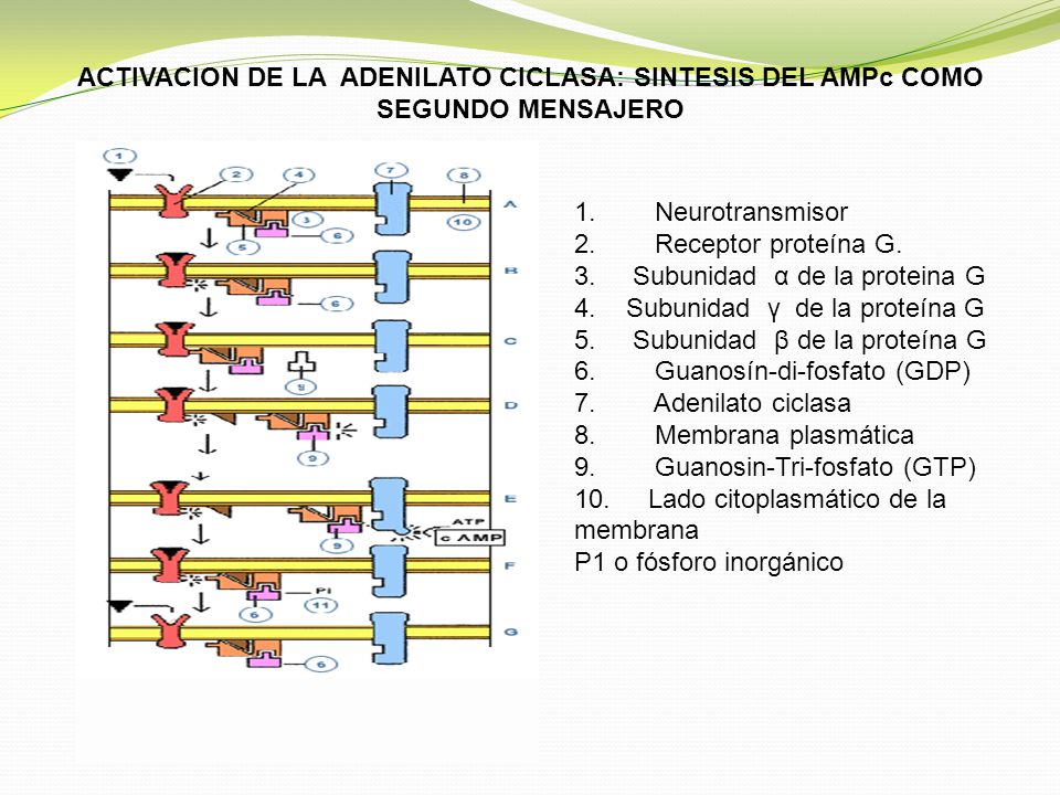 ACTIVACION DE LA ADENILATO CICLASA: SINTESIS DEL AMPc COMO SEGUNDO MENSAJERO