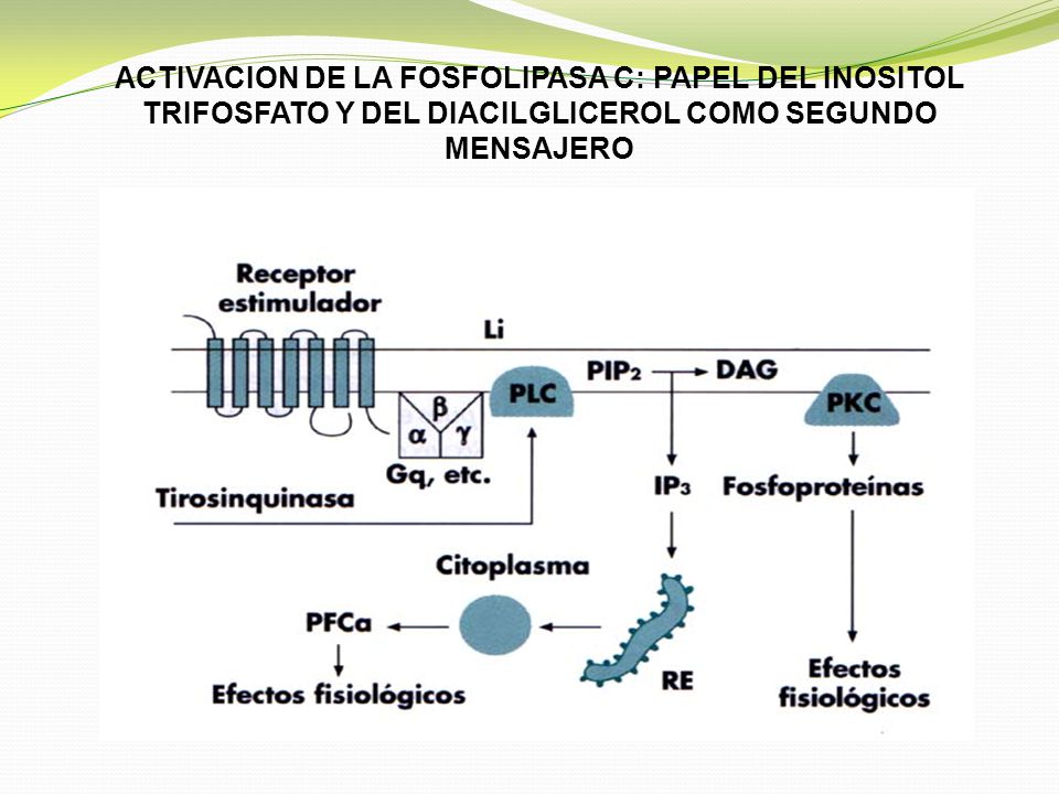 ACTIVACION DE LA FOSFOLIPASA C: PAPEL DEL INOSITOL TRIFOSFATO Y DEL DIACILGLICEROL COMO SEGUNDO MENSAJERO