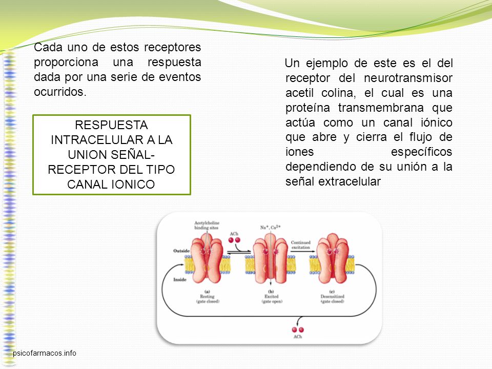 RESPUESTA INTRACELULAR A LA UNION SEÑAL-RECEPTOR DEL TIPO CANAL IONICO