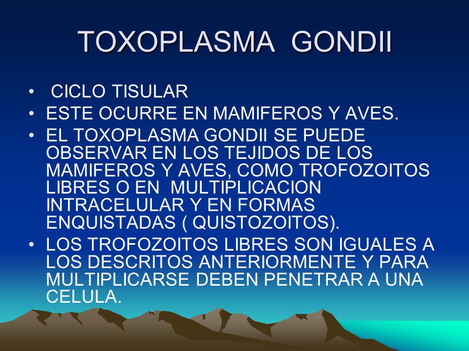 TOXOPLASMA GONDII CICLO TISULAR ESTE OCURRE EN MAMIFEROS Y AVES.