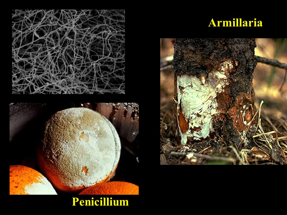 Armillaria Penicillium
