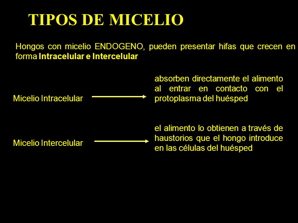TIPOS DE MICELIO Hongos con micelio ENDOGENO, pueden presentar hifas que crecen en forma Intracelular e Intercelular.