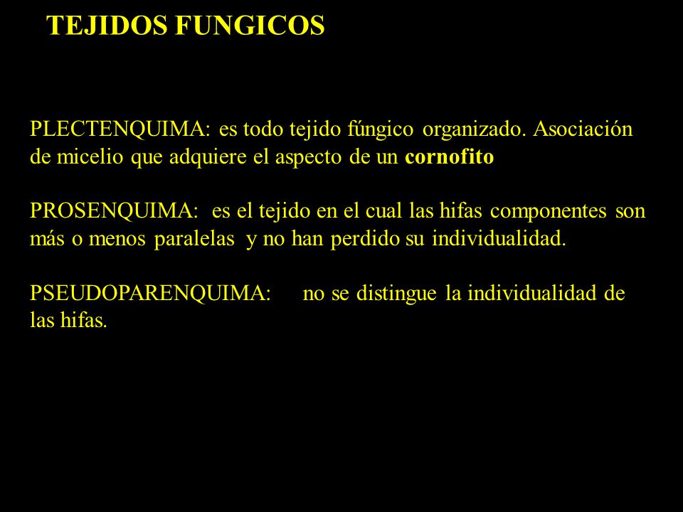 TEJIDOS FUNGICOS PLECTENQUIMA: es todo tejido fúngico organizado. Asociación de micelio que adquiere el aspecto de un cornofito.