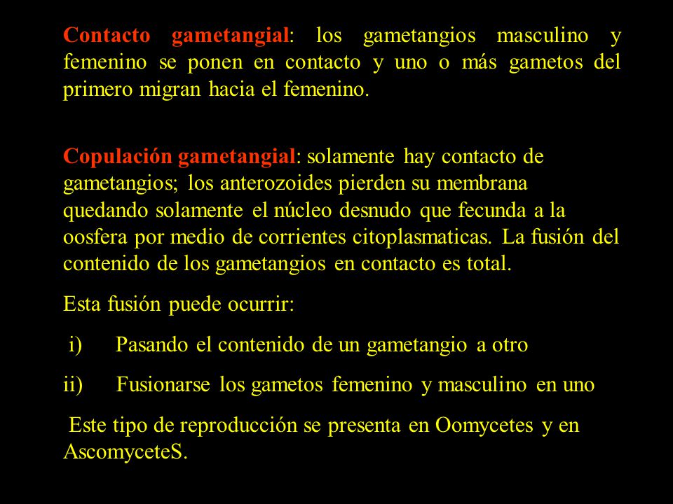 Contacto gametangial: los gametangios masculino y femenino se ponen en contacto y uno o más gametos del primero migran hacia el femenino.