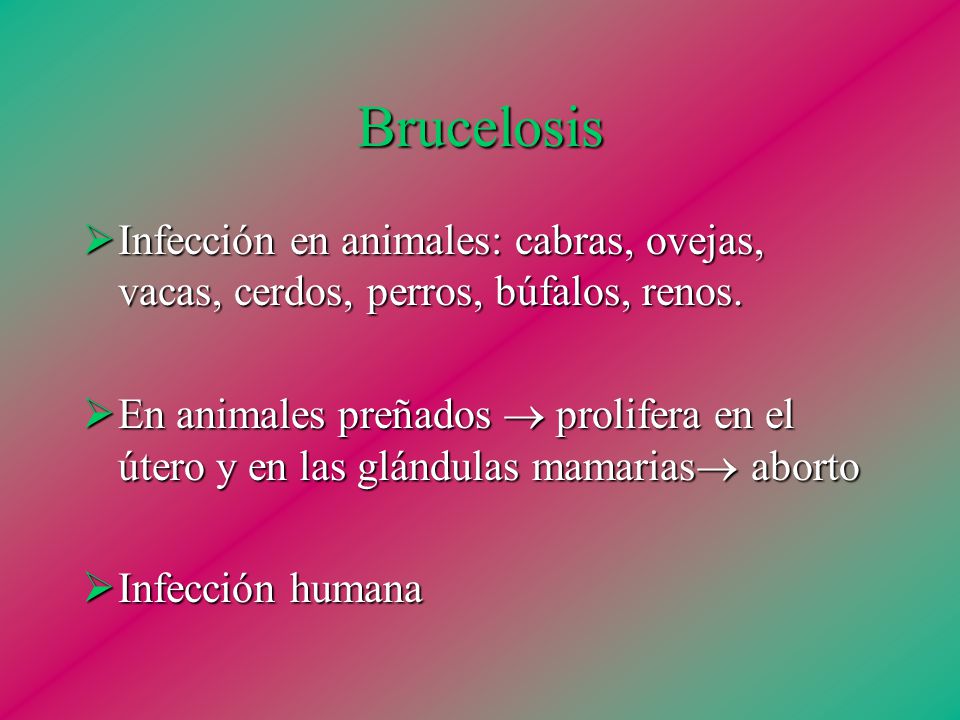 Brucelosis Infección en animales: cabras, ovejas, vacas, cerdos, perros, búfalos, renos.