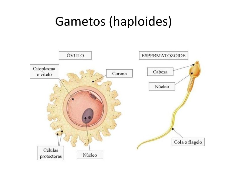 Gametos (haploides) Haploides – celulas que tienen la ½ de los cromosomas. En humanos el numero de cromosomas es 46 o sea 23 X 2.
