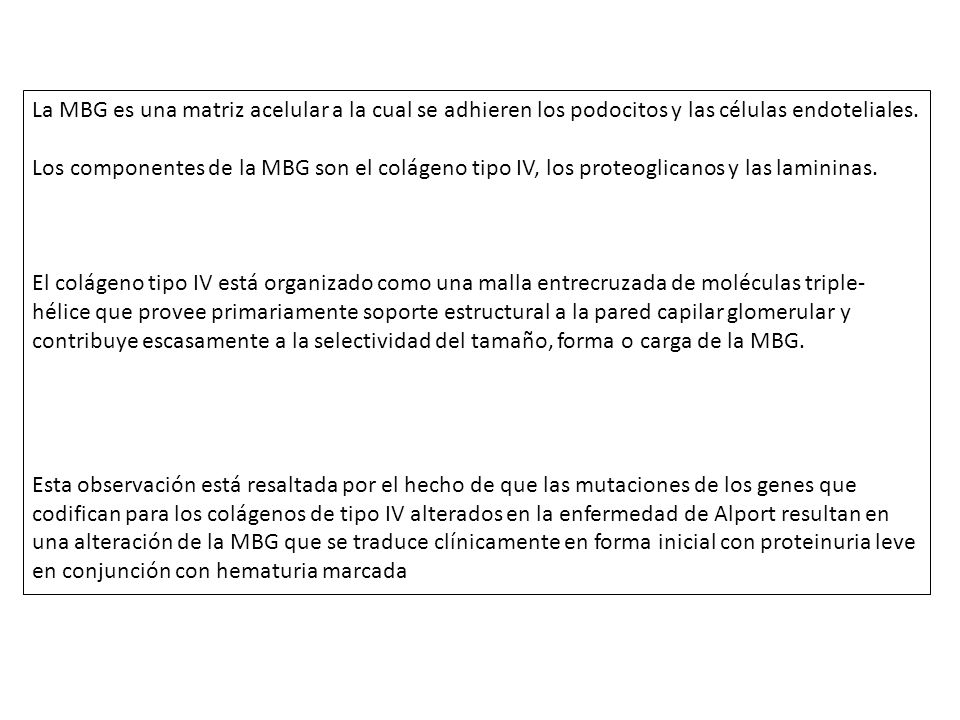 La MBG es una matriz acelular a la cual se adhieren los podocitos y las células endoteliales.