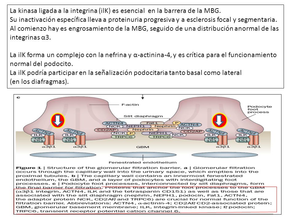La kinasa ligada a la integrina (ilK) es esencial en la barrera de la MBG.