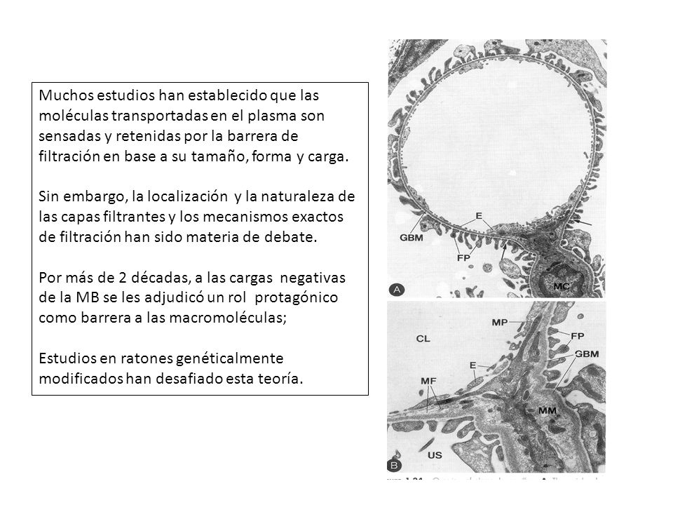 Muchos estudios han establecido que las moléculas transportadas en el plasma son sensadas y retenidas por la barrera de filtración en base a su tamaño, forma y carga.