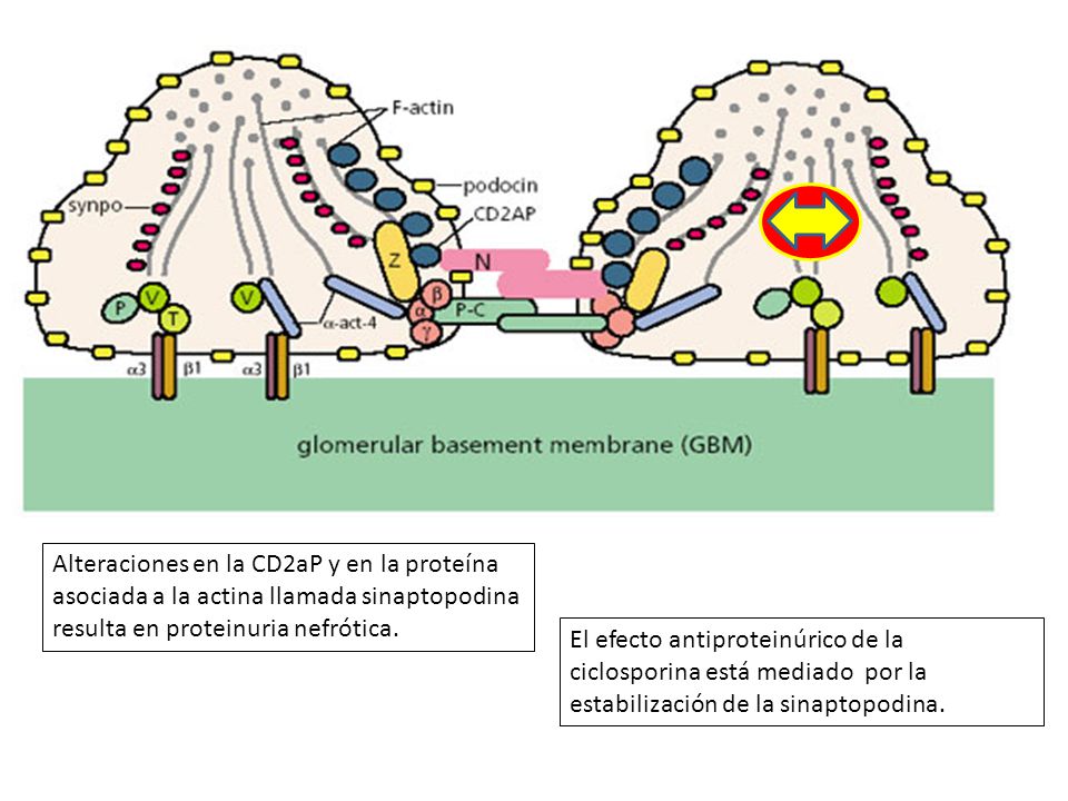 Alteraciones en la CD2aP y en la proteína asociada a la actina llamada sinaptopodina resulta en proteinuria nefrótica.