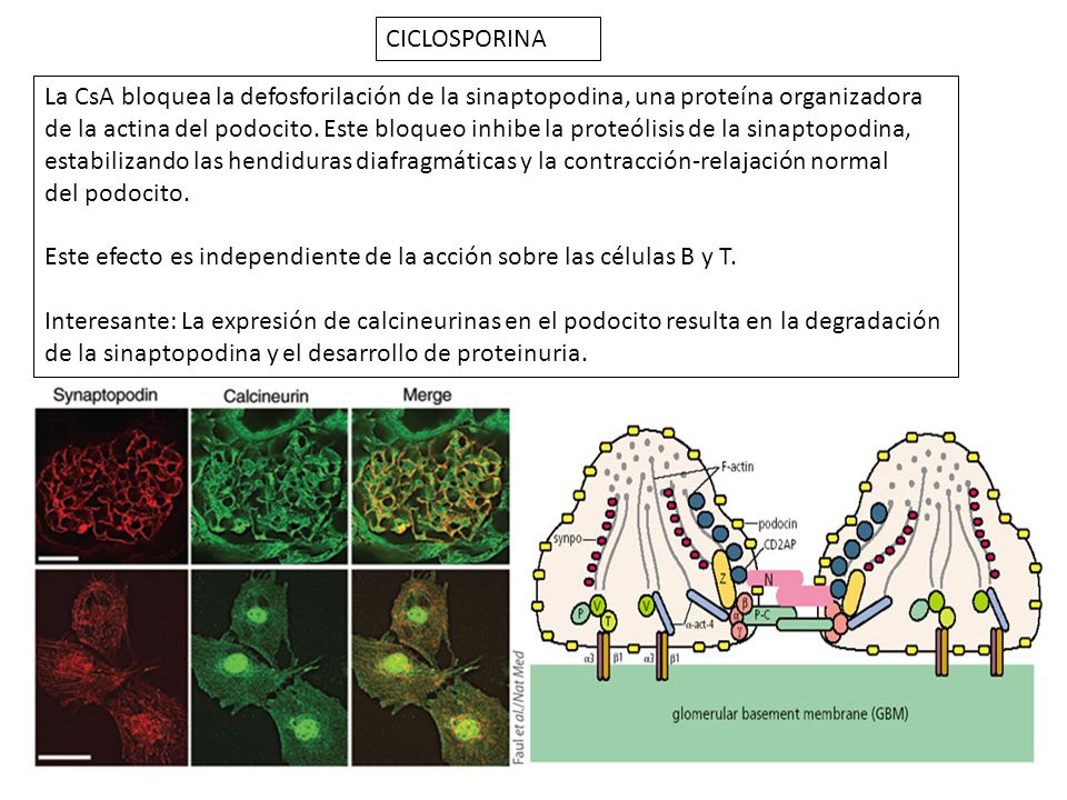 CICLOSPORINA La CsA bloquea la defosforilación de la sinaptopodina, una proteína organizadora.