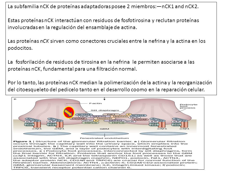 La subfamilia nCK de proteínas adaptadoras posee 2 miembros:—nCK1 and nCK2.
