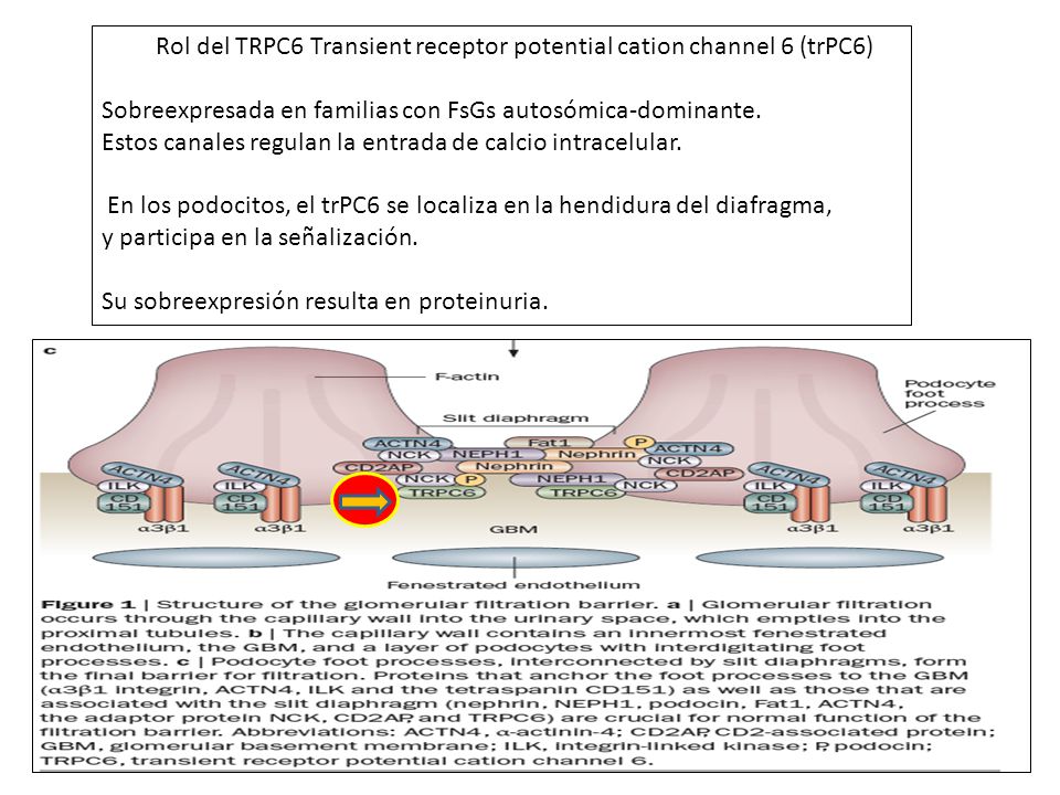 Rol del TRPC6 Transient receptor potential cation channel 6 (trPC6)