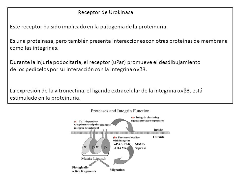 Receptor de Urokinasa Este receptor ha sido implicado en la patogenia de la proteinuria.
