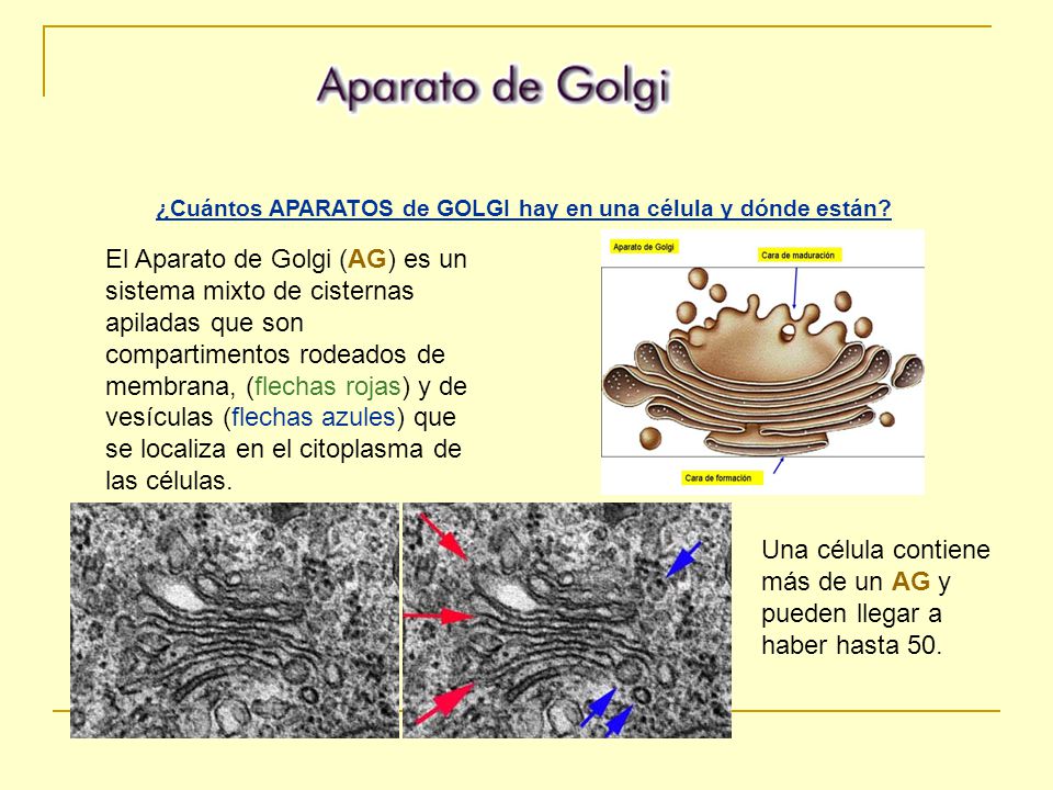 ¿Cuántos APARATOS de GOLGI hay en una célula y dónde están