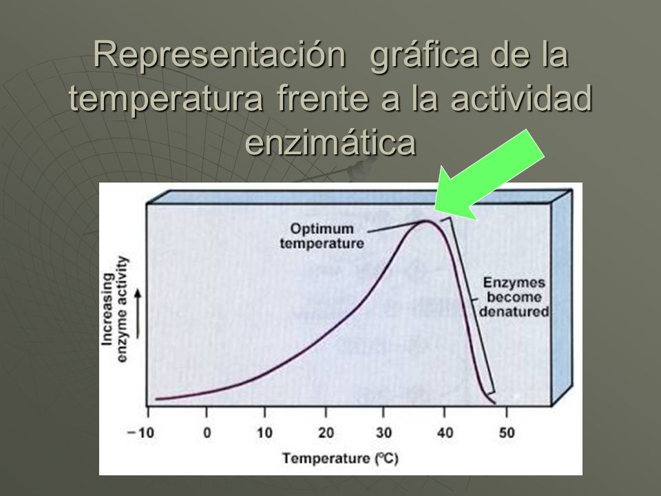 Representación gráfica de la temperatura frente a la actividad enzimática