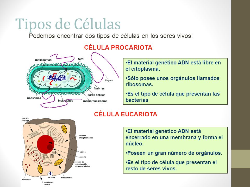 Tipos de Células Podemos encontrar dos tipos de células en los seres vivos: CÉLULA PROCARIOTA.