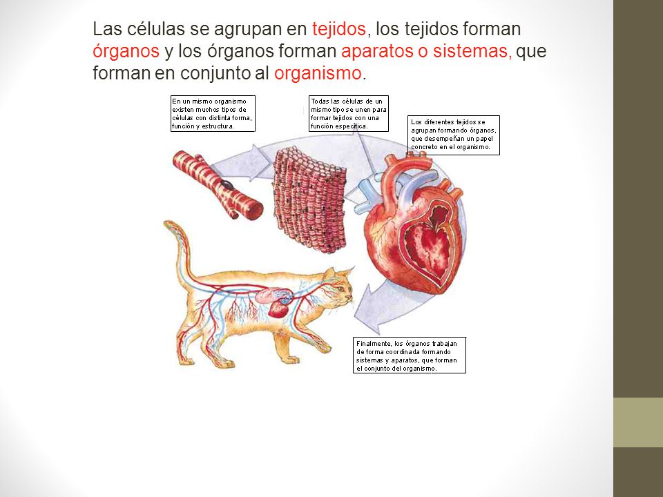 Las células se agrupan en tejidos, los tejidos forman órganos y los órganos forman aparatos o sistemas, que forman en conjunto al organismo.
