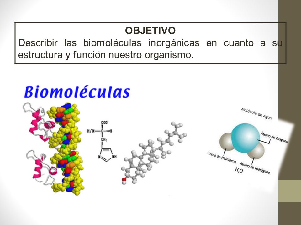 OBJETIVO Describir las biomoléculas inorgánicas en cuanto a su estructura y función nuestro organismo.