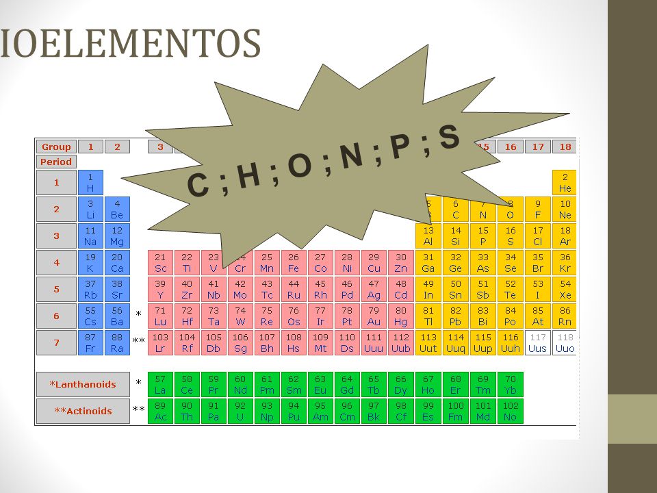 BIOELEMENTOS C ; H ; O ; N ; P ; S