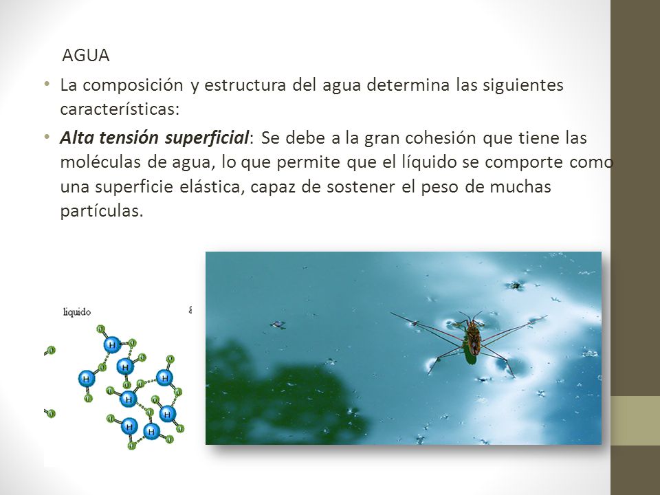 AGUA La composición y estructura del agua determina las siguientes características: