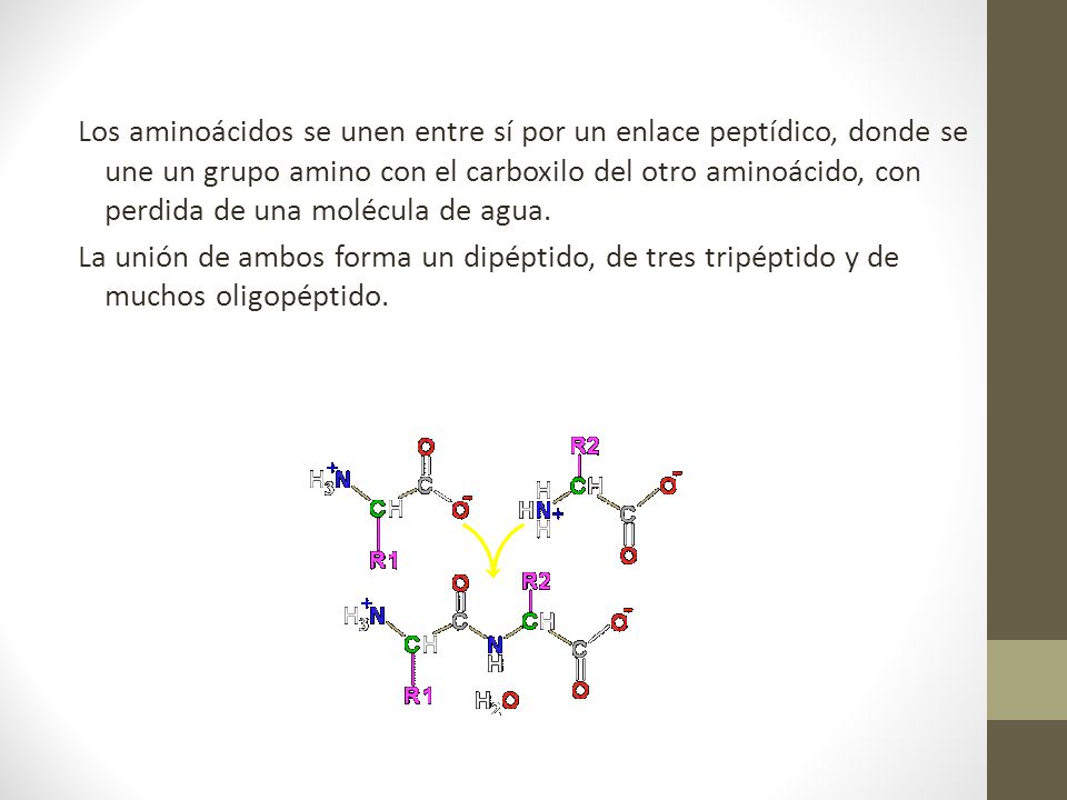 Los aminoácidos se unen entre sí por un enlace peptídico, donde se une un grupo amino con el carboxilo del otro aminoácido, con perdida de una molécula de agua.