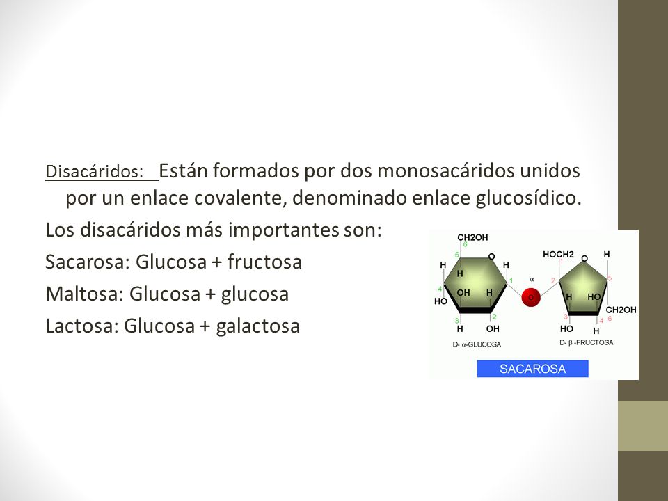 Los disacáridos más importantes son: Sacarosa: Glucosa + fructosa
