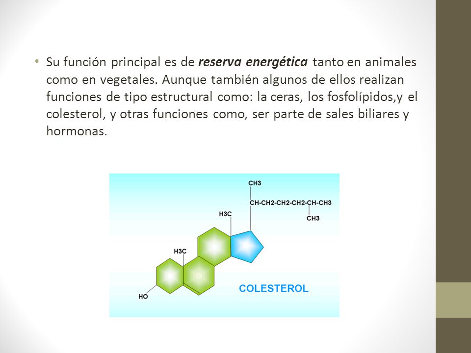 Su función principal es de reserva energética tanto en animales como en vegetales.