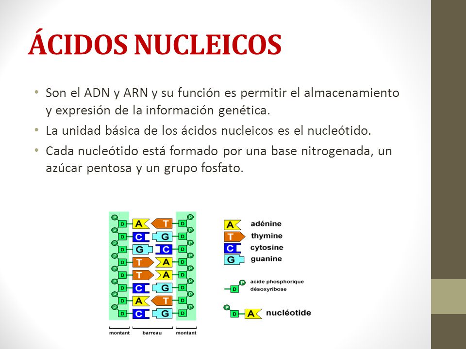 ÁCIDOS NUCLEICOS Son el ADN y ARN y su función es permitir el almacenamiento y expresión de la información genética.