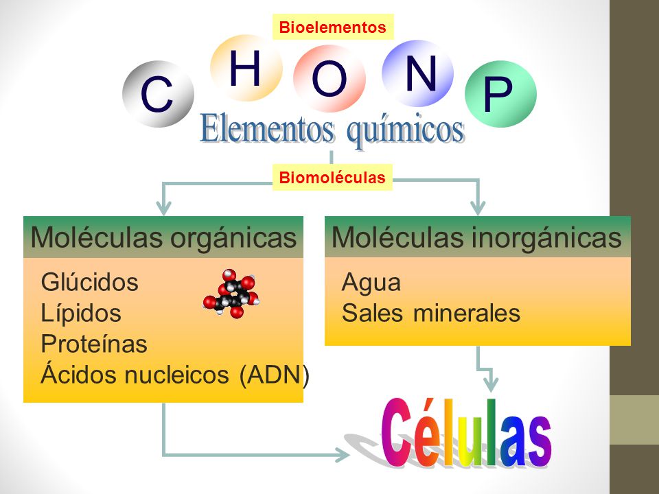 C H O N P Células Elementos químicos Moléculas orgánicas