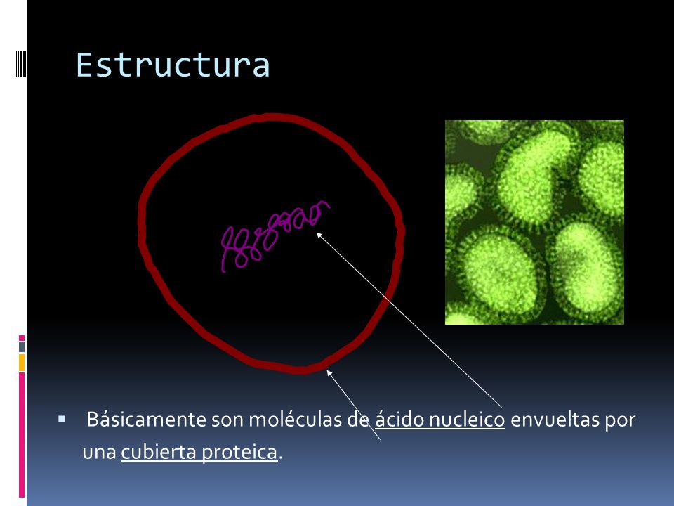 Estructura Básicamente son moléculas de ácido nucleico envueltas por una cubierta proteica.