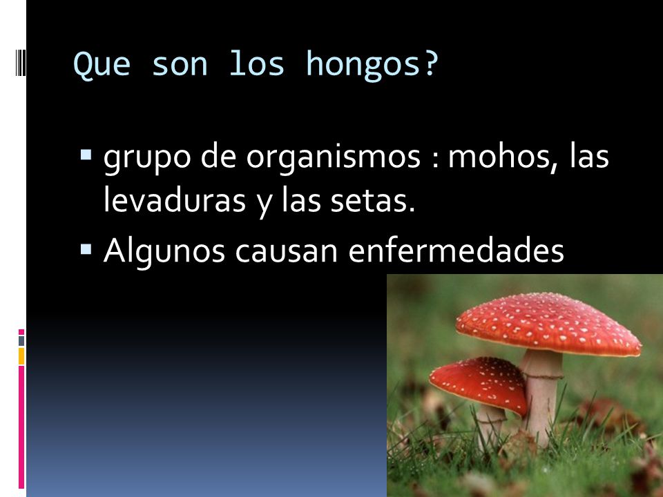 Que son los hongos. grupo de organismos : mohos, las levaduras y las setas.