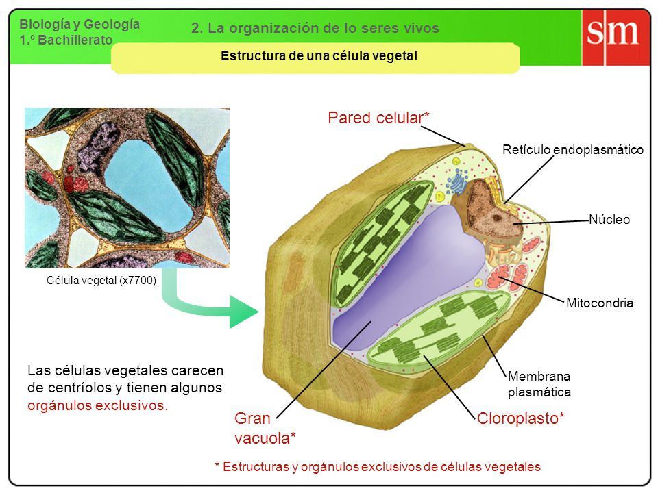 2. La organización de lo seres vivos Estructura de una célula vegetal