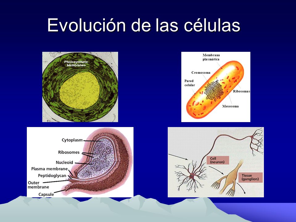Evolución de las células