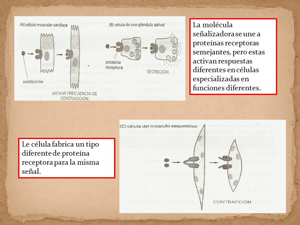 La molécula señalizadora se une a proteínas receptoras semejantes, pero estas activan respuestas diferentes en células especializadas en funciones diferentes.