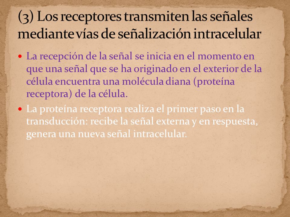 (3) Los receptores transmiten las señales mediante vías de señalización intracelular