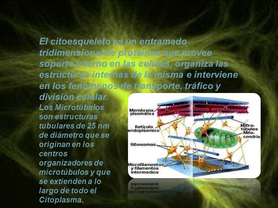 El citoesqueleto es un entramado tridimensional de proteínas que provee soporte interno en las celulas, organiza las estructuras internas de la misma e interviene en los fenómenos de transporte, tráfico y división celular.