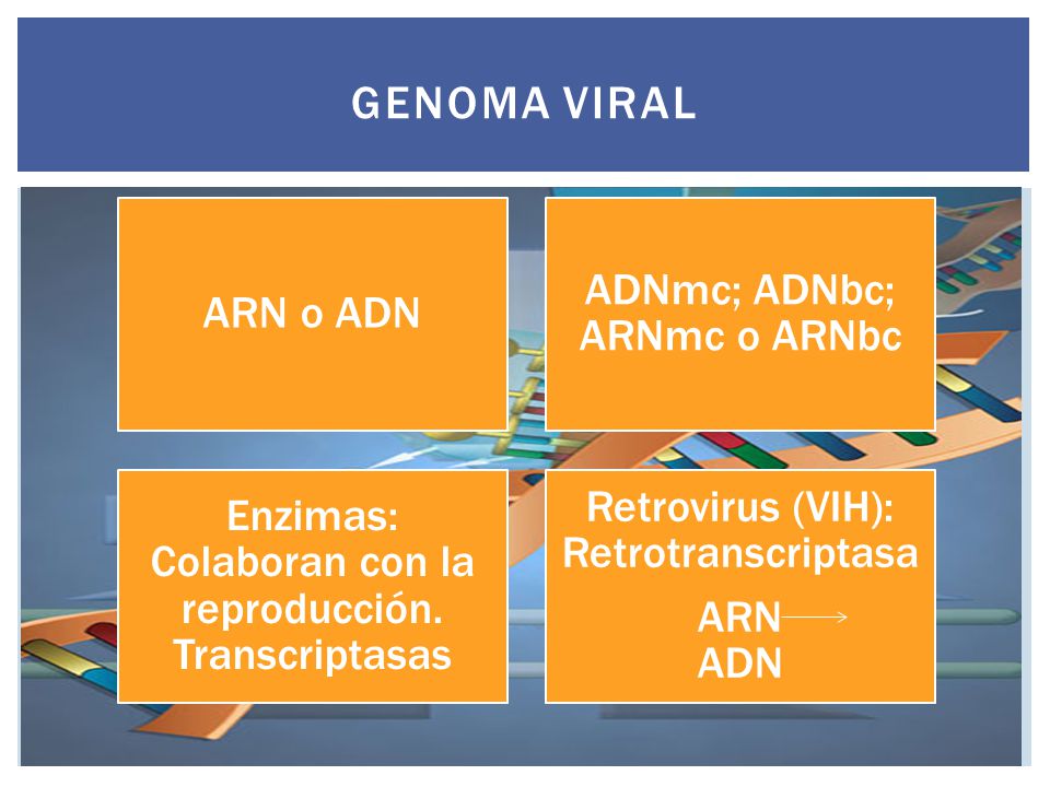 GENOMA VIRAL ARN o ADN ADNmc; ADNbc; ARNmc o ARNbc