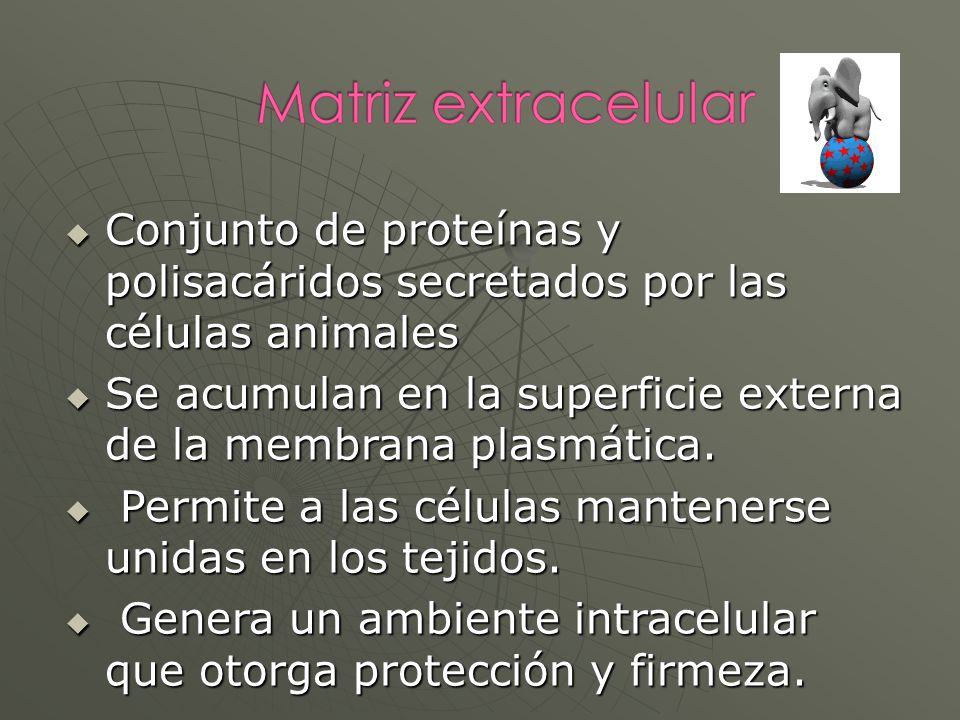Conjunto de proteínas y polisacáridos secretados por las células animales