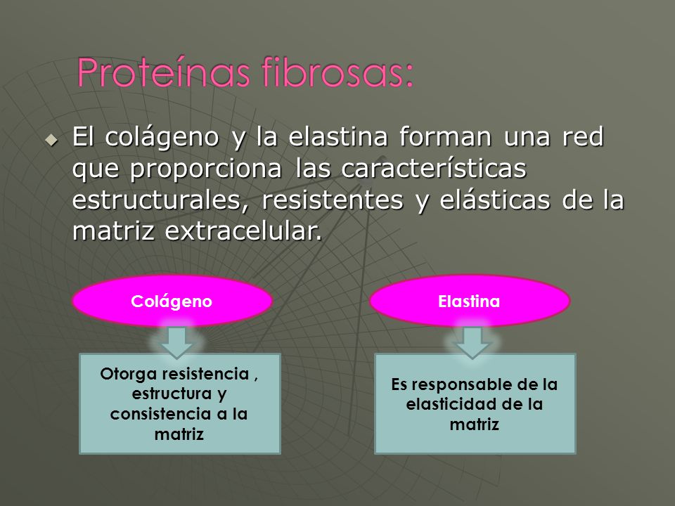 El colágeno y la elastina forman una red que proporciona las características estructurales, resistentes y elásticas de la matriz extracelular.