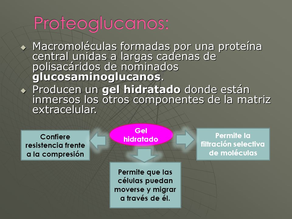 Macromoléculas formadas por una proteína central unidas a largas cadenas de polisacáridos de nominados glucosaminoglucanos.